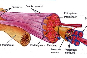 Tension Muscle , 5 Skeletal Muscle Tonus In Muscles Category