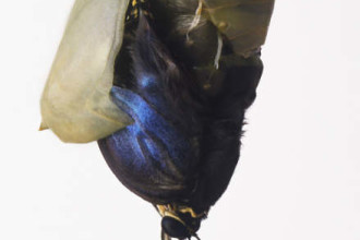 the Blue Morpho Butterflies pupa in Spider