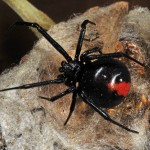 the Redback spider , 7 Redback Spider Photo In Spider Category