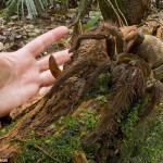  the biggest spider in the world , 6 Chinese Bird Spider In Spider Category