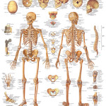 the human skeleton , 6 Human Anatomy Skeleton Pictures In Skeleton Category