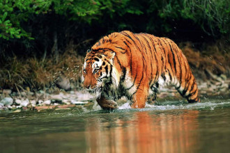 The Indian Subcontinent Tigers , 6 Pictures Of Tiger Rainforest In Mammalia Category