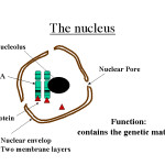 the nucleus , 5 Animal Cell Nucleus Pictures In Cell Category