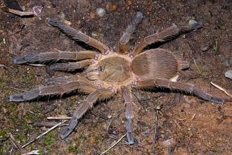 The Poisonous Bird Spiders , 6 Chinese Bird Spider In Spider Category
