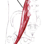  the psoas is engaged , 7 Psoas Muscle Back Pain In Muscles Category