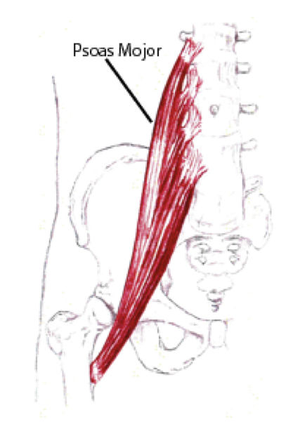 Muscles , 7 Psoas Muscle Back Pain :  The Psoas Is Engaged