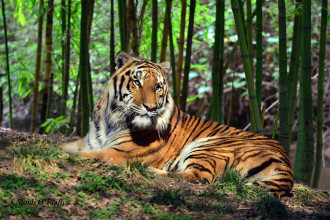 Tiger Rainforest , 6 Pictures Of Tiger Rainforest In Mammalia Category