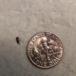  tiny bugs in bathroom , 6 Small Black Beetle Like Bug In Beetles Category