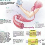  tonus muscle fatigue , 5 Skeletal Muscle Tonus In Muscles Category
