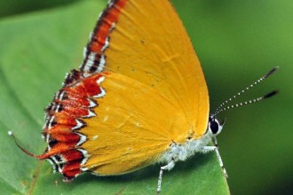  Tropical Rainforest Butterfly , 6 Kind Of Animals In The Tropical Rainforest In Animal Category