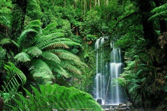 Tropical Rainforest Climate , 7 Tropical Rainforest Climate Photos In Forest Category