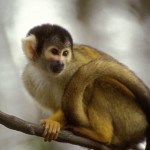  tropical rainforest monkeys primates , 7 Pictures Of Tropical Rainforest Primates In Primates Category