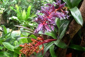 Tropical Rainforest Plant , 8 Pictures Of Tropical Rainforest Pictures Of Plants In Plants Category
