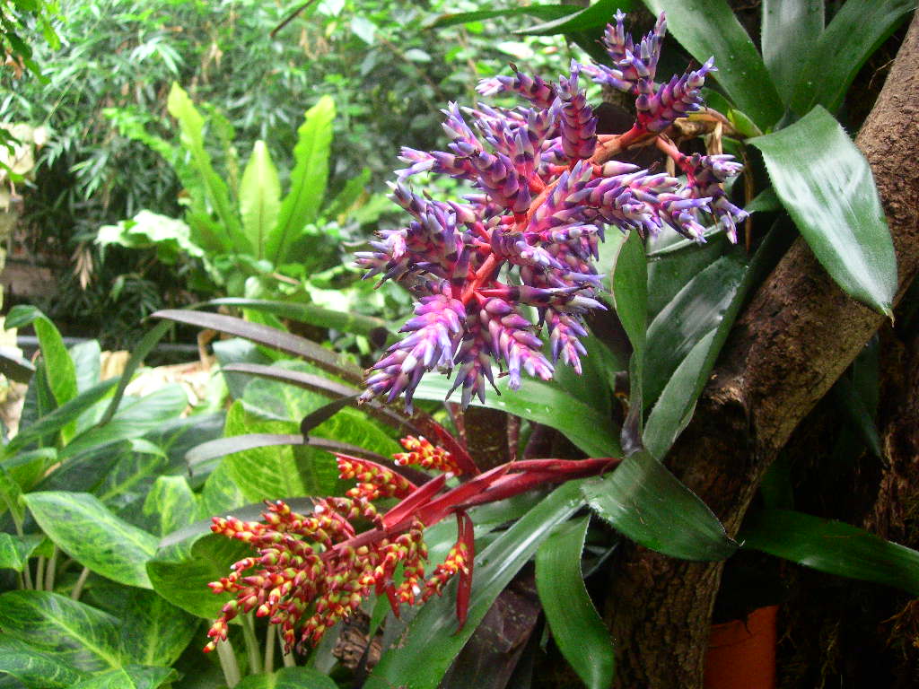 tropical rainforest plant : Biological Science Picture ...