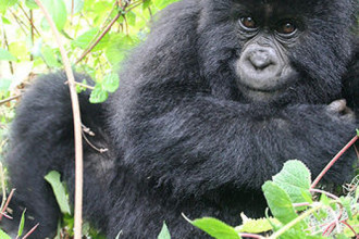 tropical rainforest primates in Laboratory