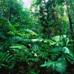 tropical rainforest vegetation , 7 Tropical Rainforest Climate Photos In Forest Category