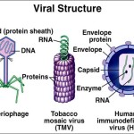 viral sturucture , 5 Viruses Dna Structure In Microbes Category