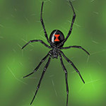 western black widow spider , 5 Black Widow Spider Fact In Spider Category