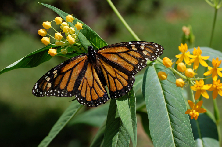 Butterfly , 7 What Does Monarch Butterfly Eat : What Does Monarch Butterfly Eat