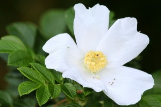 White Wild Rose , 6 Wild Roses Plant In Plants Category