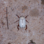white beetle , 6 White Beetle Bug In Beetles Category