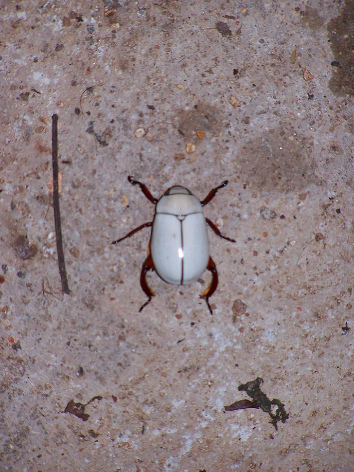 Beetles , 6 White Beetle Bug : White Beetle
