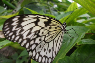 white wings monarch butterfly in Plants