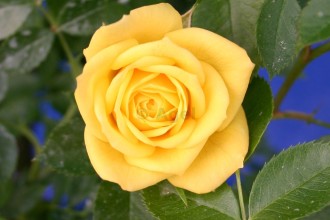 Yellow Modern Roses , 7 Modern Roses Names In Plants Category