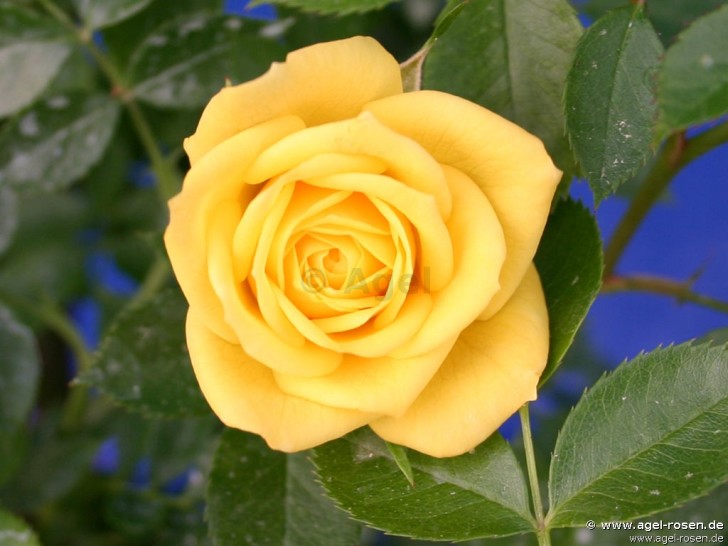 Plants , 7 Modern Roses Names : Yellow Modern Roses