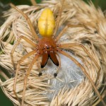 yellow sac location , 8 Yellow Sac Spider Pictures In Spider Category
