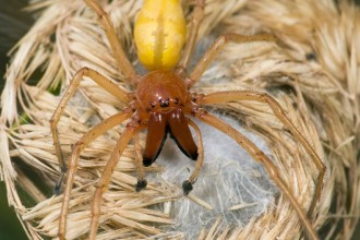 Yellow Sac Location , 8 Yellow Sac Spider Pictures In Spider Category