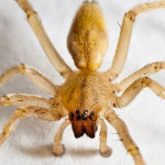 yellow sac photos , 8 Yellow Sac Spider Pictures In Spider Category