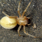 yellow sac spider bite pictures , 8 Yellow Sac Spider Pictures In Spider Category