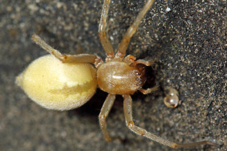 Yellow Sac Spider Bite Pictures , 8 Yellow Sac Spider Pictures In Spider Category