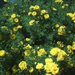 yellow wild roses , 6 Wild Roses Plant In Plants Category