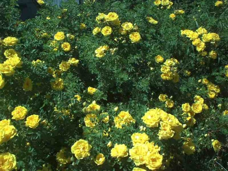 Plants , 6 Wild Roses Plant : Yellow Wild Roses