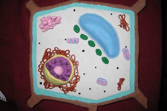 3D Cells Project , 6 3d Cell Models For School Project In Cell Category