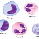 5 types of normal white blood cells , 5 Types Of White Blood Cells Pictures In Cell Category