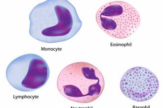 5 Types Of Normal White Blood Cells , 5 Types Of White Blood Cells Pictures In Cell Category