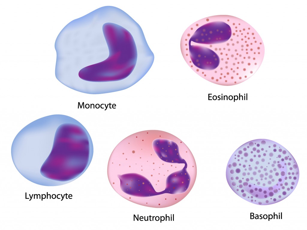 White Blood Cell Types Chart