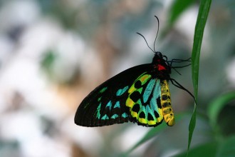 A Cairns Birdwing Butterfly , 8 Cairns Birdwing Butterfly Facts In Butterfly Category