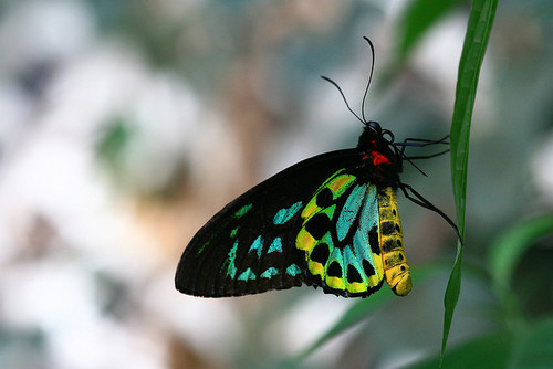 Butterfly , 8 Cairns Birdwing Butterfly Facts : A Cairns Birdwing Butterfly
