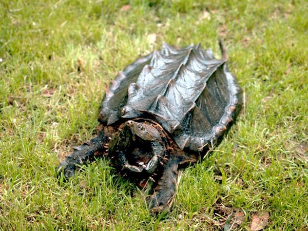 Reptiles , 6 Alligator Snapping Turtle Facts : Alligator Snapping Turtle Facts