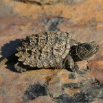 Alligator Snapping turtle Fun Facts , 6 Alligator Snapping Turtle Facts In Reptiles Category