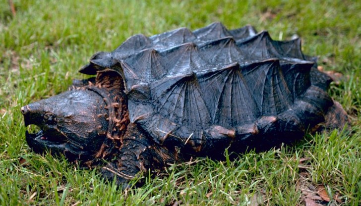 Reptiles , 6 Alligator Snapping Turtle Facts : Alligator Snapping Turtle