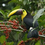 Amazing Toucan Bird , 6 Facts About Toucans In Birds Category