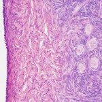 Anatomy Histology Picture , 6 Photos Of Anatomy Histology In Cell Category