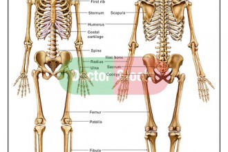 Skeleton , 6 Skeletal System With Labels : Anatomy of the Human Skeletal System