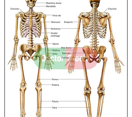 Anterior Skeleton Worksheet : 6 Skeletal System With Labels ...