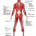 Anatomy posterior Muscular System Diagram , 6 Muscular System Pictures Labeled In Muscles Category